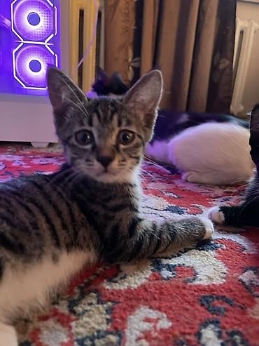 1 мальчик 2 котёнка: Отдам котят в добрые руки Два черных Мальчика Один серый мальчик одна — 1