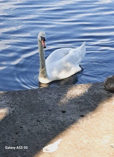 Kuća na dan: 60 kv. m, 3 sobe — 10