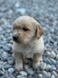 собака афчарка: Лабрадор-ретривер, 1 айлык, Ургаачы