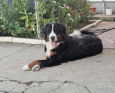 doberman cena: Dostupna zenka Bernskog planinskog psa. Starosti 11 meseci- — 4