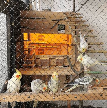 Quş: 9 ədəd korella bir ailədən çoxalıb. Hazırda 4 cüt dur yumurtlayır — 1