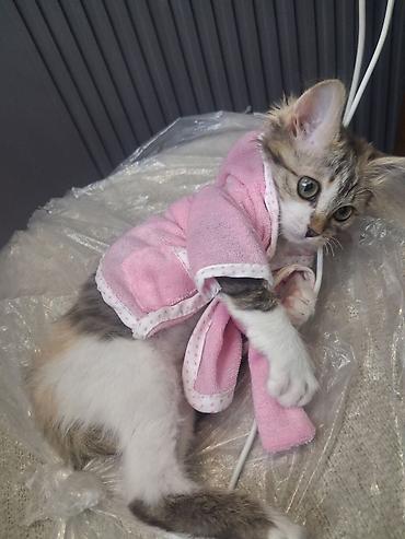 котёнок девочка: Беспородная, 2 месяца, Девочка, Приучена к лотку, Проглистована — 3