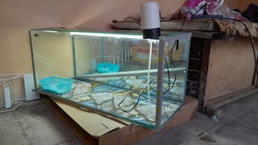 cins ineklerin qiymeti: Akvaryum təxmini uzunluq 90–100 sm, hündürlük 35–40 sm, dərinlik 30–35