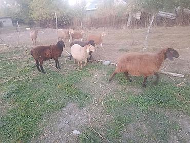 кой сойгуч: Продаю | Ягненок — 5