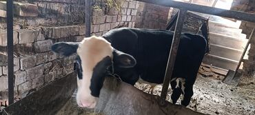 продам ячмень оптом: Сатам | Бука (эркек) | Ангус | Көбөйтүү үчүн | Жасалма уруктандырылган