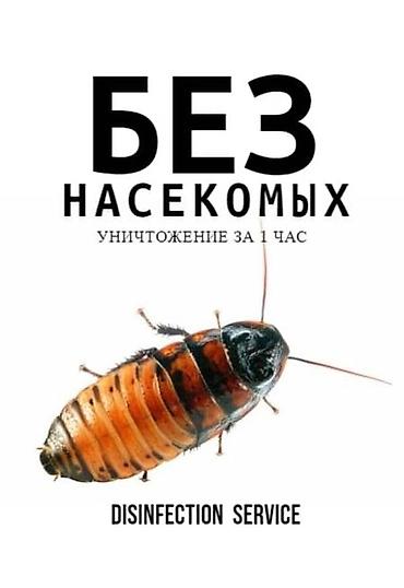 160: Дезинфекция, дезинсекция, | Тараканы, | Дома, Кафе, магазины, Квартиры — 8