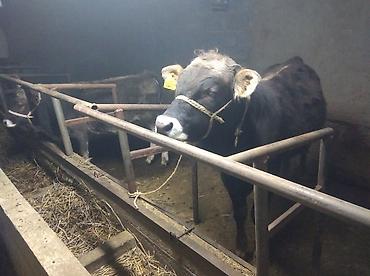 Коровы, быки: Продаю | Бык (самец) | Привязанные — 1