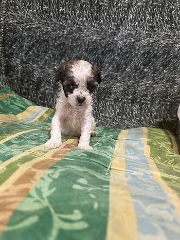 İtlər: Pudel, 1 ay, Dişi -da lalafo.az — 2 İtlər: Pudel, 1 ay, Dişi — 2