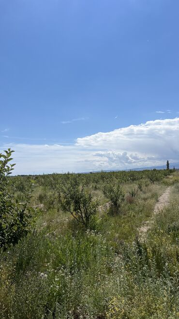 Продажа участков: 600 соток, Для сельского хозяйства, Красная книга, Тех паспорт, Договор купли-продажи — 28
