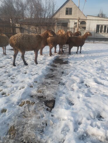 Бараны, овцы: Продаю маток крупные большие жирные срочно срочно срочно срочно срочно