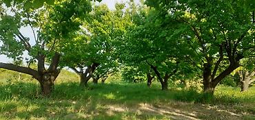 palma agac: 🌳 SATILIR — QUBA-BAKI YOLUNUN ÜSTÜNDƏ ƏRIK BAĞI! 📍 Quba rayonu — 1