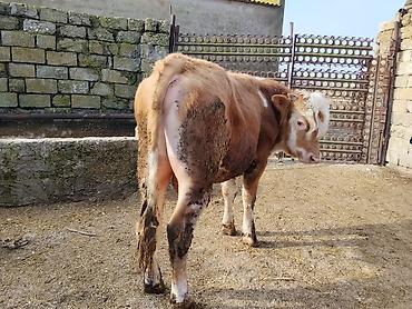 Dana, buzov: Simental tipli dana - Cins: Simental tipli, ətlik istiqamət - Rəng — 9