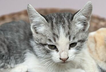 приют животных: Отдаем в добрые руки самых милых котят! 😻 Короткошерстные