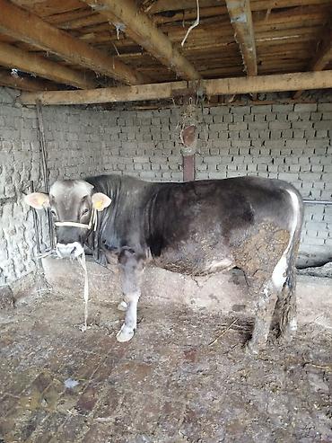 Коровы, быки: Продаю | Бык (самец) | Швицкая | На откорм | Привязанные — 1