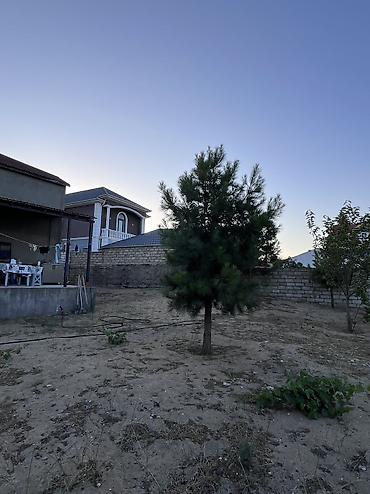 badamdarda satilan villalar: Bağ -11,3 sot sərin tərəf dəniz yaninda 5 dəq maşinan ev əla — 4