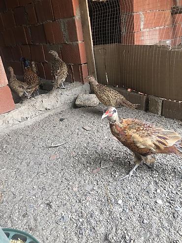 çin bıldırcını: Qafqa qirqovullar — 2
