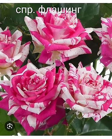 Роза: Instagram: #rozaelite Продаю саженцы роз с открытой корневой — 7