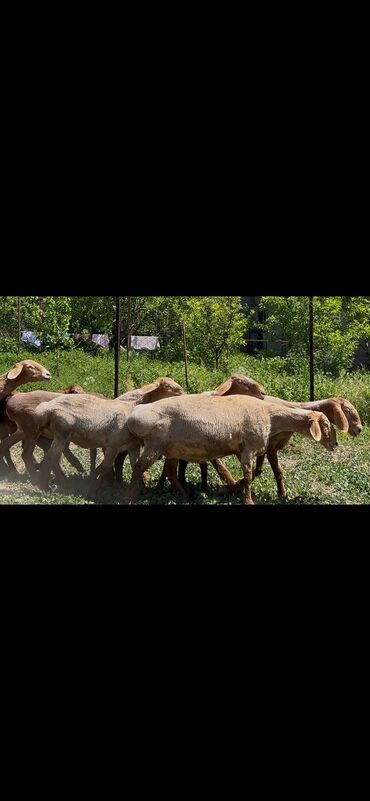 Бараны, овцы: На продажу матки ягнята оптом оптом общий 9голов матки крупные