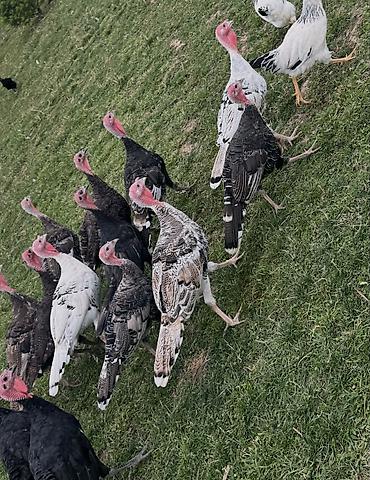 кок бору ат: СРОЧНО ИНДЮКТАР САТЫЛАТ. БААСЫ ДОГОВОРНЫЙ. ЧОН, ЗДОРОВЫЙ ИНДЮКТАР 4 — 9