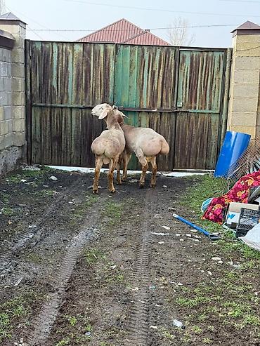 Баран, овца: Продаю | Баран (самец) | Арашан | Для разведения — 7