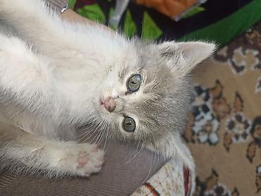 донской сфинкс кошка: Кошка даром: Беспородная, Мальчик — 1