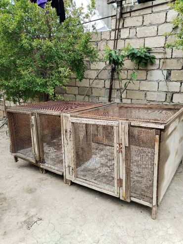 heyvan sekilleri yukle: Toyuq və yaxud cücə saxlamaq üçün çox funksiyalı hin. 2 metrin
