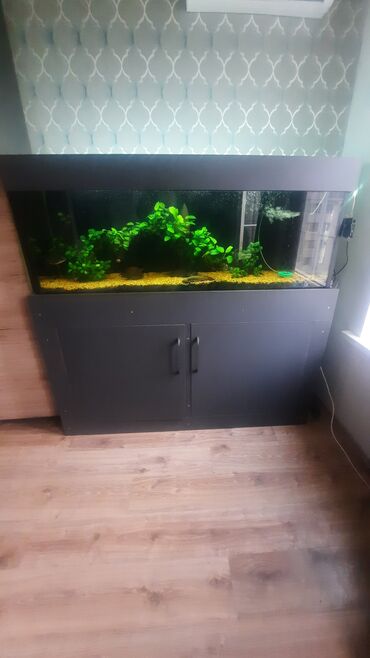 Аквариумы: Продаю запущенный аквариум на 400 л с тумбой в комплекте,из — 8