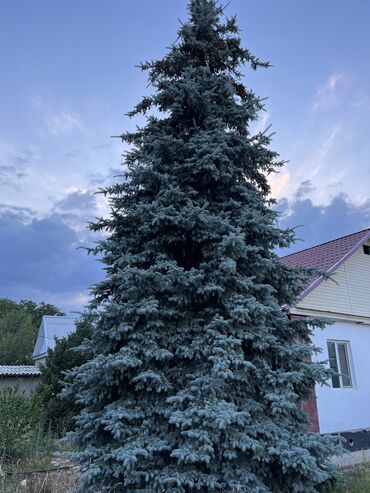 елка в бишкеке 2021: Продаю голубую ель, самовывоз, высота 10- метров цена договорная