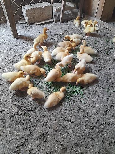 Сельхозптицы: Pekin ördək balalari sürətli böyüyən cinslərdi iki ay yariminda — 3