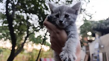 коты бишкек: Мышык бекер берилет: Породасыз, 2 айлык, Ургаачы — 3