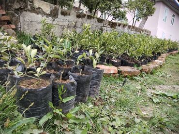 evkalipt ağacı satilir: Sitros ağacları.
Qiyməti -2AZN
Ünvan -Astara rayon,Təngərüd kəndi