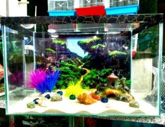 qara pişik şəkilləri: 🐠 NALASA Akvaryum Dünyası 🐠 - Hazır, istənilən növ akvaryumlar