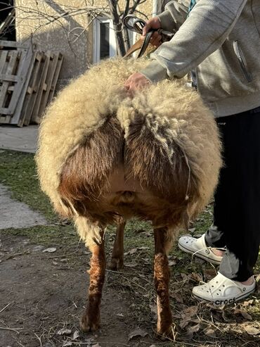 Баран, овца: Продаю | Овца (самка) | Для разведения | Ярка — 4