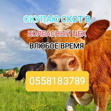 продажа каров: Куплю | Коровы, быки, Лошади, кони | Круглосуточно, Любое состояние, Забитый