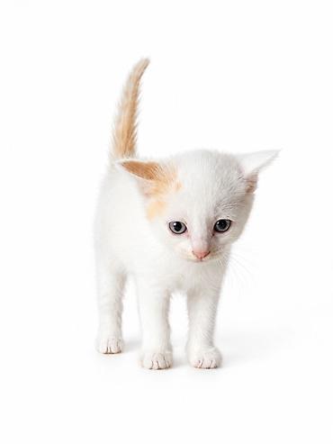 Кошки: Кошка даром: Беспородная, 1 месяц, Девочка — 4