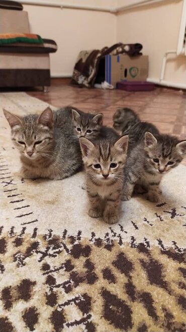 наполнитель для кота: Котята родились 6 апреля 😁 ждут своих хозяев. Домашние к лодку