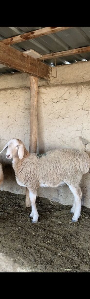 купить домик для кошки недорого: Продаю | Ягненок | Для разведения | Ярка at lalafo.kg купить домик для кошки недорого: Продаю | Ягненок | Для разведения | Ярка