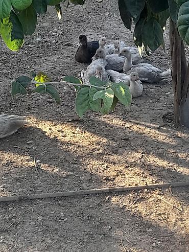 krasnadar ordek: Lavanda lal ordekler satlir agri cekili heyvanlarin balasidi — 3