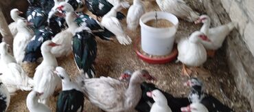 Ördəklər: Təcili satılır.Real alıcılar əlaqə saxlaya bilər — 11