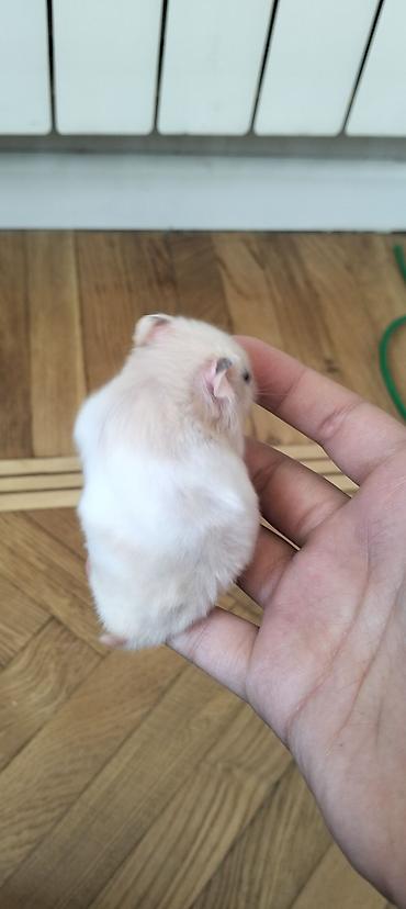 gəlincik heyvan: 4 BALA,BİR BÖYÜK DİŞİ HAMSTER VƏ QƏFƏS SATILIR🐹 4 balanın 2 si — 4