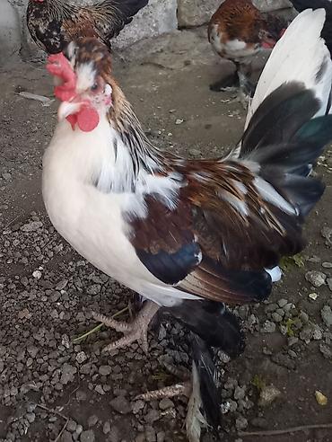 Toyuq, Damazlıq lalafo.az -da Toyuq, Damazlıq
