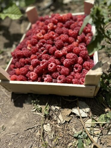 деревянный ящик купить: Семена : Малина, Самовывоз, Бесплатная доставка, Платная доставка