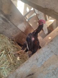 декоративные кролик: Сатам | Короздор | Көбөйтүү үчүн