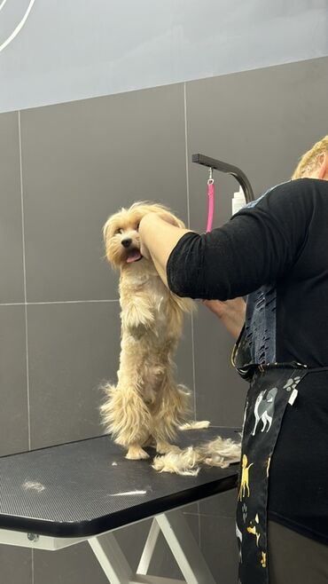 İtlər: Malta bolonka, 2 il, Erkek, Cütləşmə üçün — 14