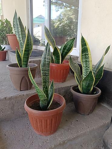 Комнатные растения: Сансевиерия (Sansevieria trifasciata, «щучий хвост», «тещин язык») в — 2