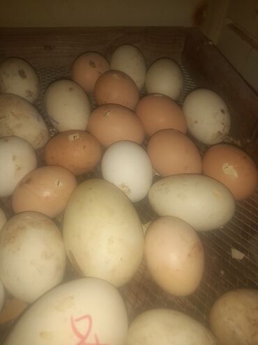 Яйца: Salam regislat toyugun yumurtasi cucesi var satisda isdeyen buyursun