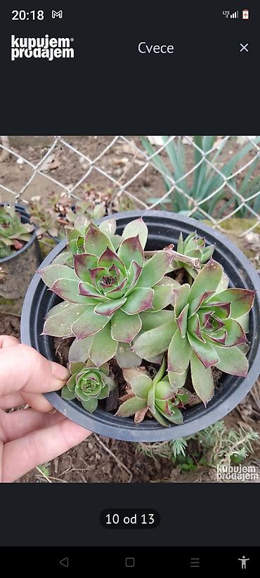 Kaktus: Kaktusi — 9