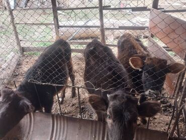 товары для животных: Сатам | Музоо | Бордоп семиртүү үчүн, Көбөйтүү үчүн