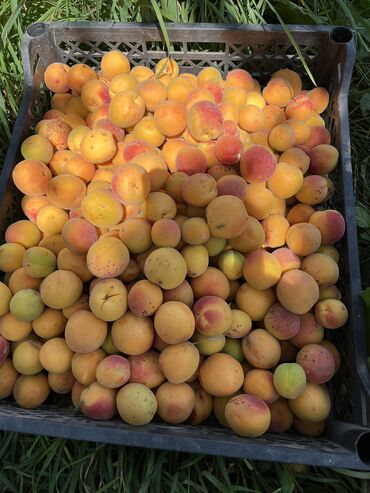 купить маринованное мясо для шашлыка: Абрикосы Королевский, Оптом