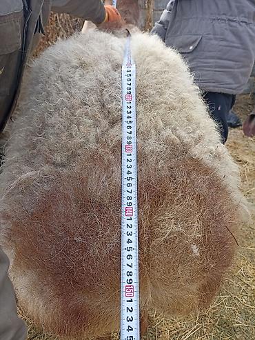 Баран, овца: Продаю | Овца (самка) | Арашан | Для разведения — 4